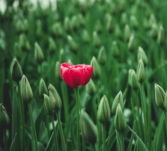 (CU) Embracing Uniqueness: Celebrating Every Child's Individuality 2025LA